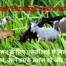 Goat Farming Loan From SBI : बकरी पालन के लिए एसबीआई दे रही है लाखों का लोन, जानें इसके ब्‍याज दर और फायदें