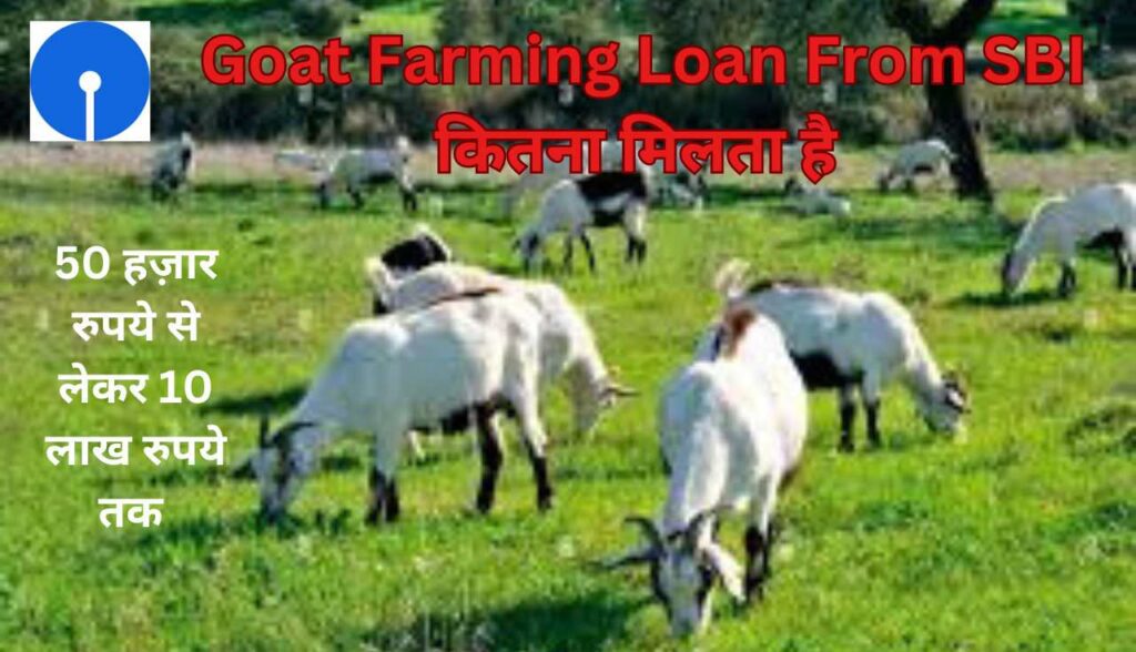 Goat Farming Loan From SBI कितना मिलता है