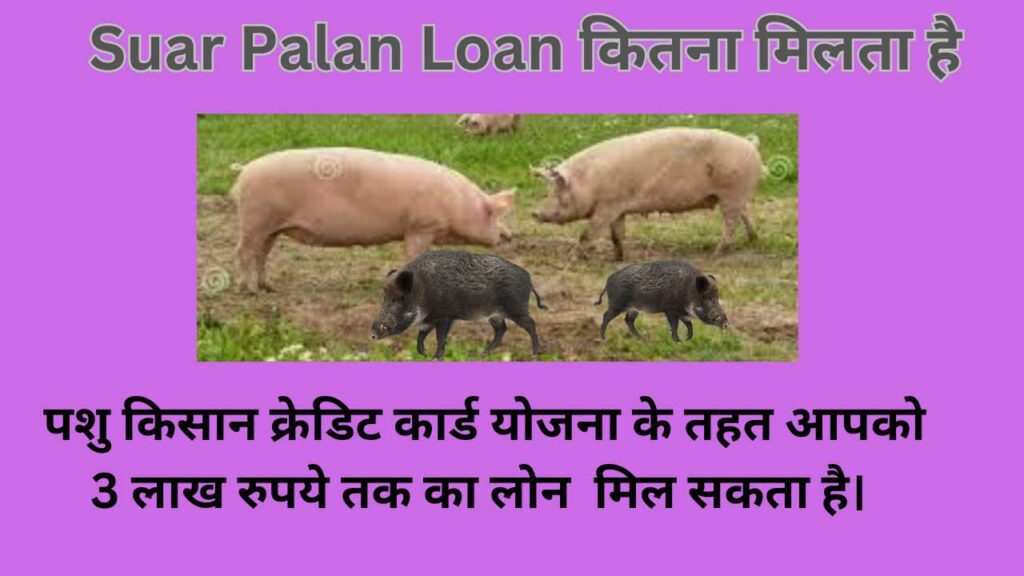 Suar Palan Loan कितना मिलता है