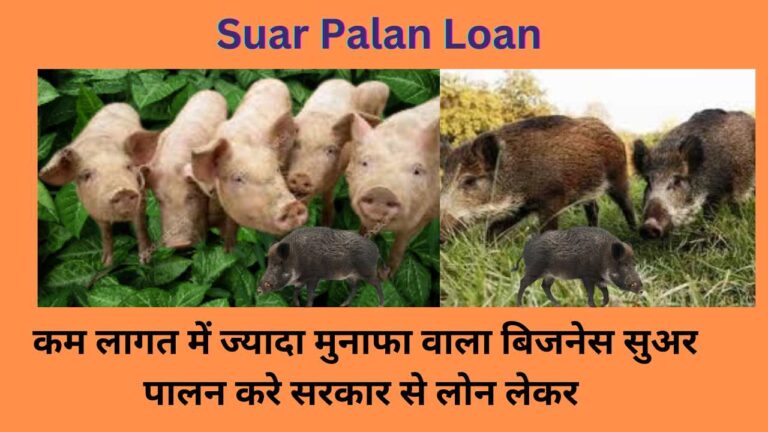 Suar Palan Loan 2024: कम लागत में ज्‍यादा मुनाफा वाला बिजनेस सुअर पालन करे सरकार से लाखों का लोन लेकर